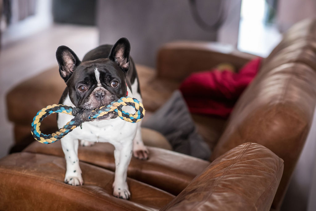 Eclectic Wedding With Gothic Cake And A French Bulldog Bridesmaid