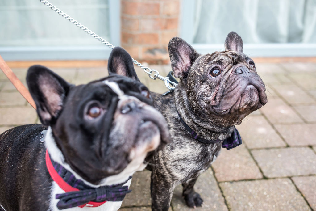 Eclectic Wedding With Gothic Cake And A French Bulldog Bridesmaid