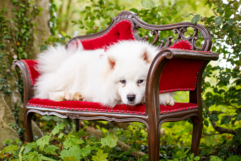 Woodland Wedding in The Cotswolds with Winter Red Styling and a Dog