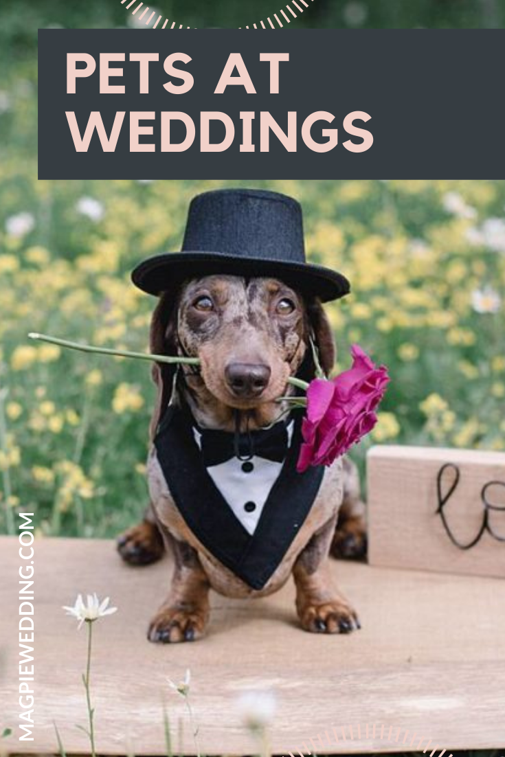 Our Favourite Pets At Weddings For National Dress Up Your Pet Day