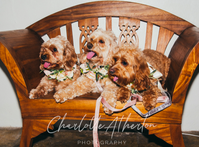 3 Small Dogs Sitting On Bench