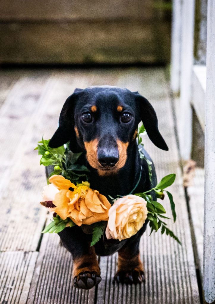 Our Favourite Pets At Weddings For National Dress Up Your Pet Day