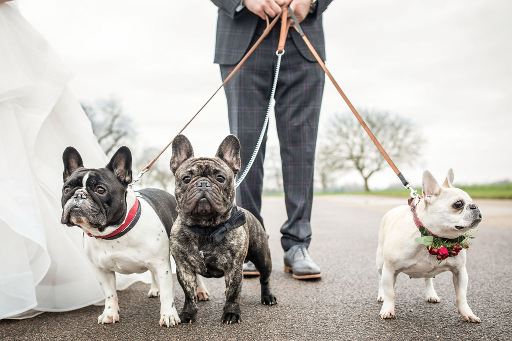 Pets At Weddings - Bridesmaid Bulldogs In Real Wedding