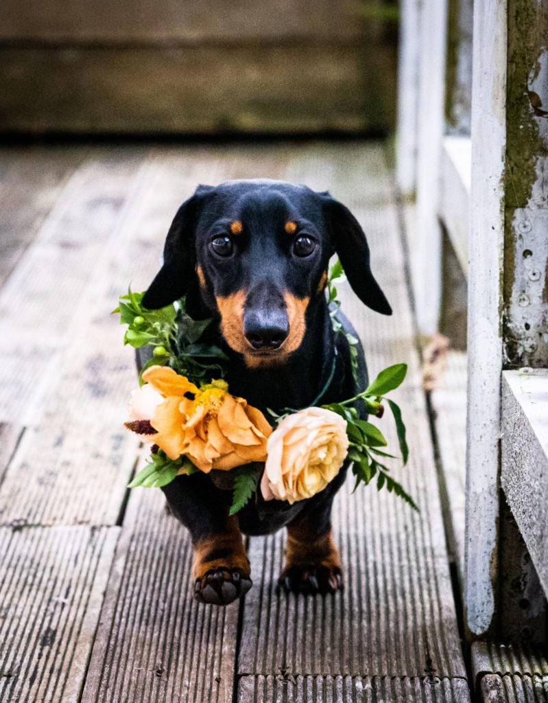 Warm Autumn Wedding Inspiration With A Sausage Dog at Solton Manor