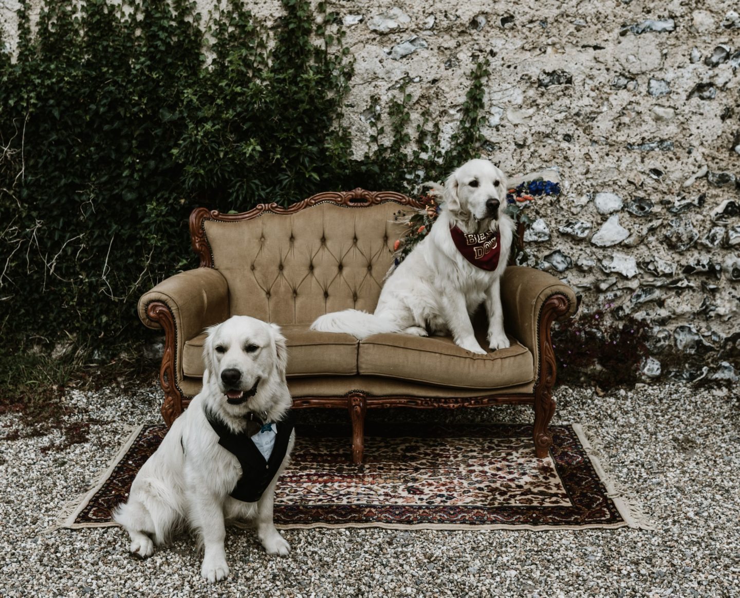 Dog Wedding With Doggy Ice Cream Reception at The Lost Village of Dode Kent