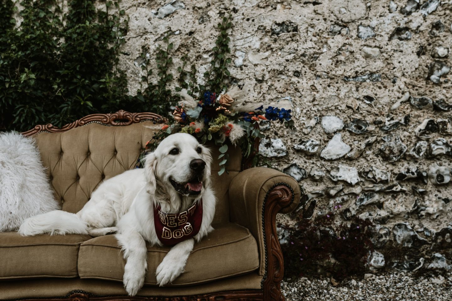 Dog Wedding With Doggy Ice Cream Reception at The Lost Village of Dode Kent