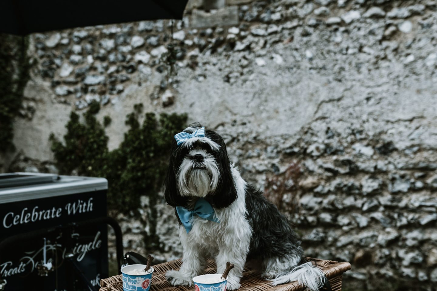 Dog Wedding With Doggy Ice Cream Reception at The Lost Village of Dode Kent