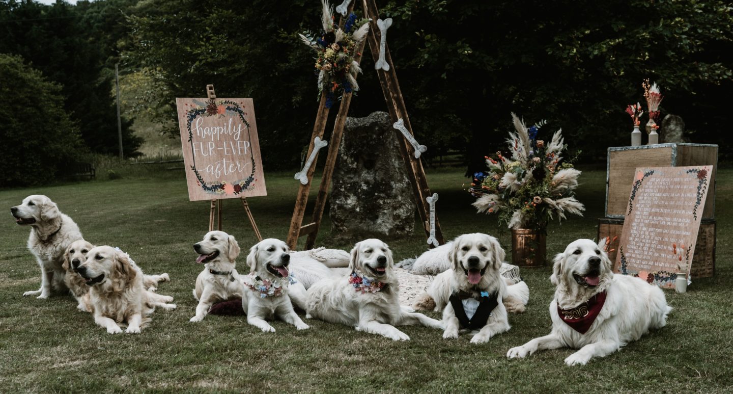 Dog Wedding With Doggy Ice Cream Reception at The Lost Village of Dode Kent