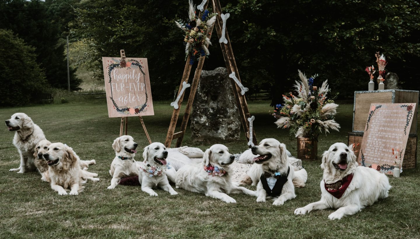 Dog Wedding With Doggy Ice Cream Reception at The Lost Village of Dode Kent