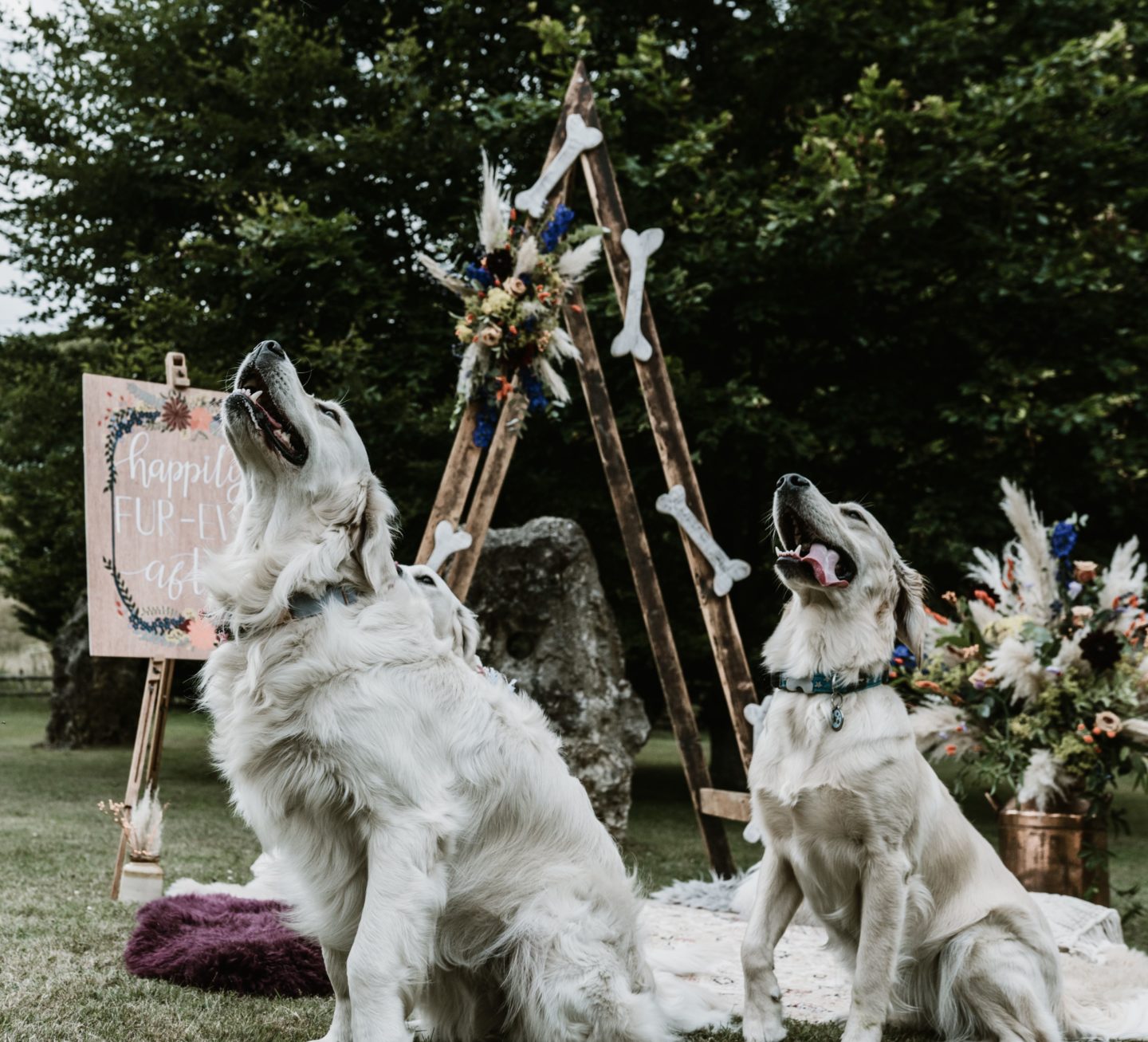 Dog Wedding With Doggy Ice Cream Reception at The Lost Village of Dode Kent