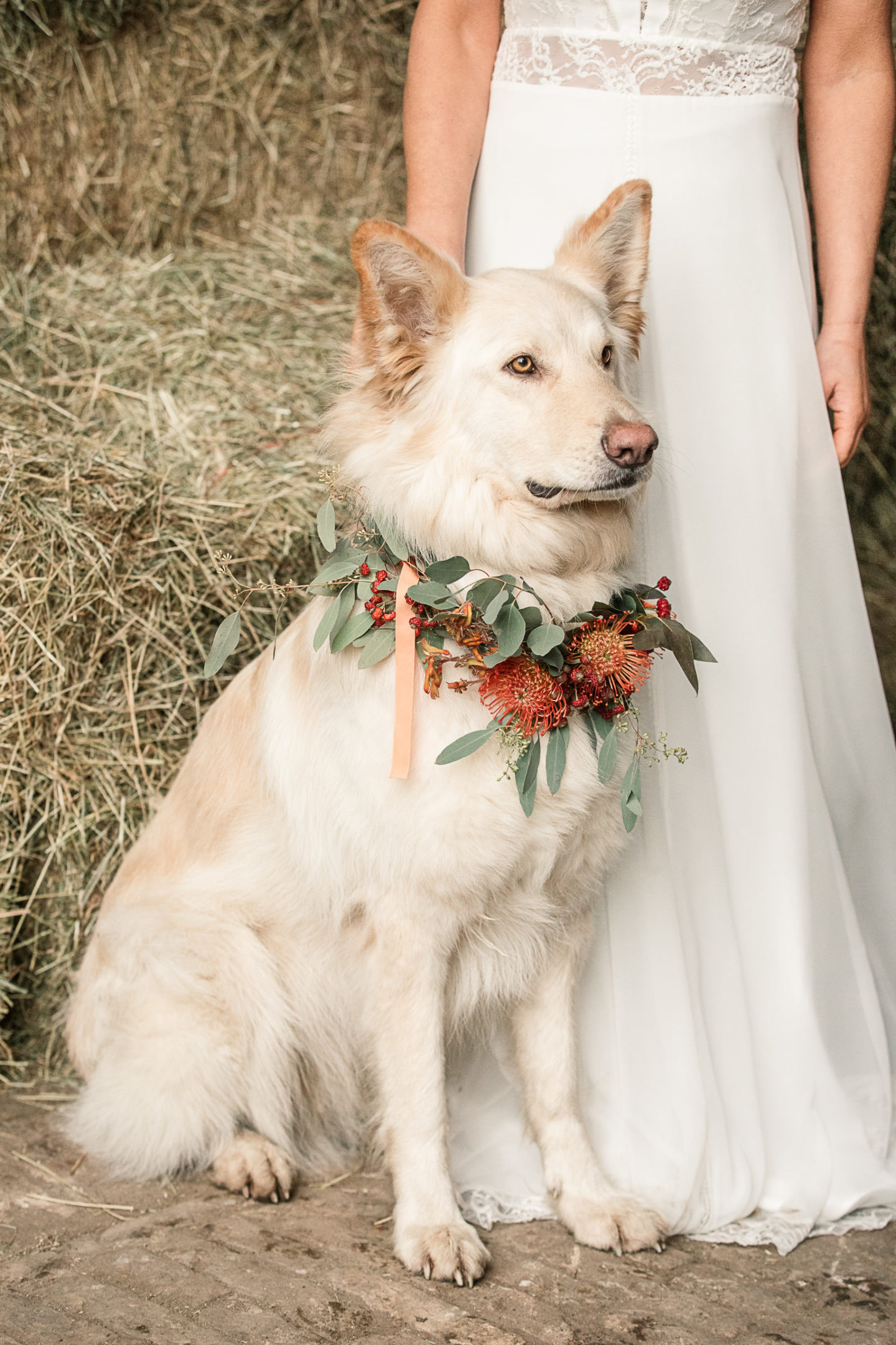 Animals At Weddings: Inspiration for National Dress Up Your Pet Day