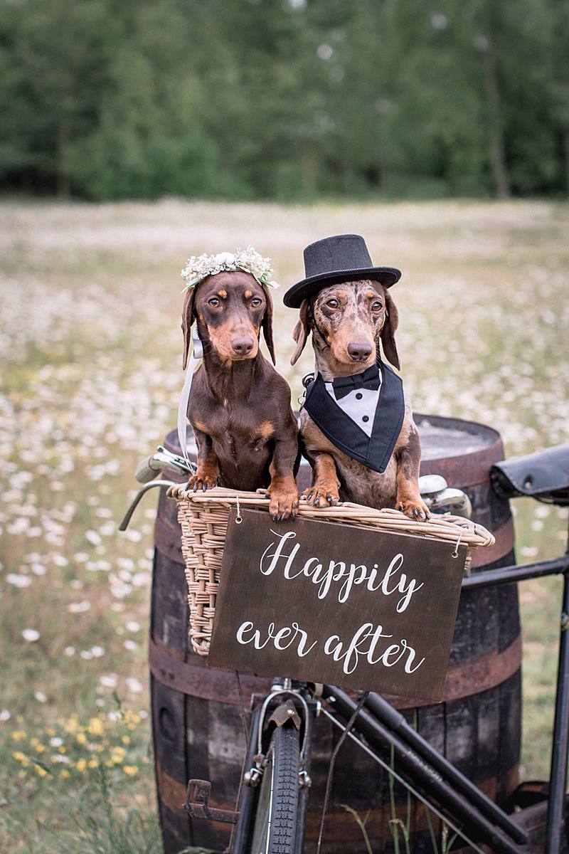 Furrytale Sausage Dog Wedding At Wellington Wood, Norfolk