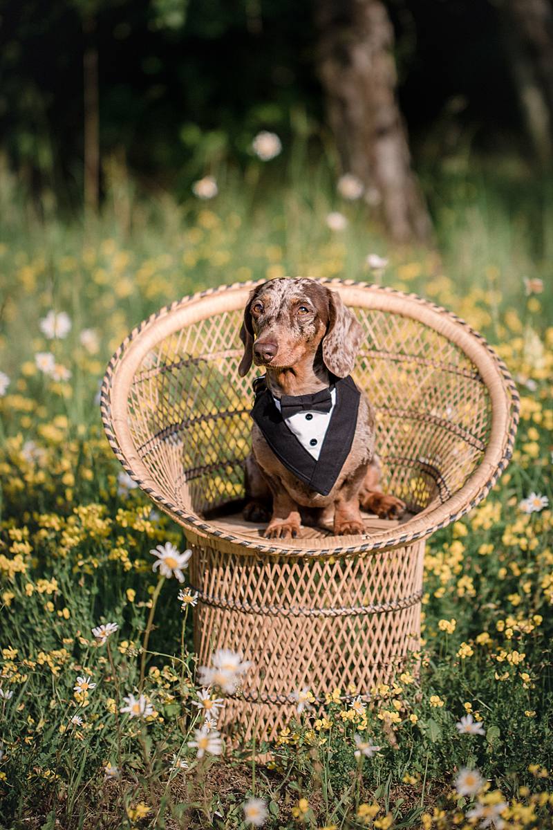 Furrytale Sausage Dog Wedding At Wellington Wood, Norfolk