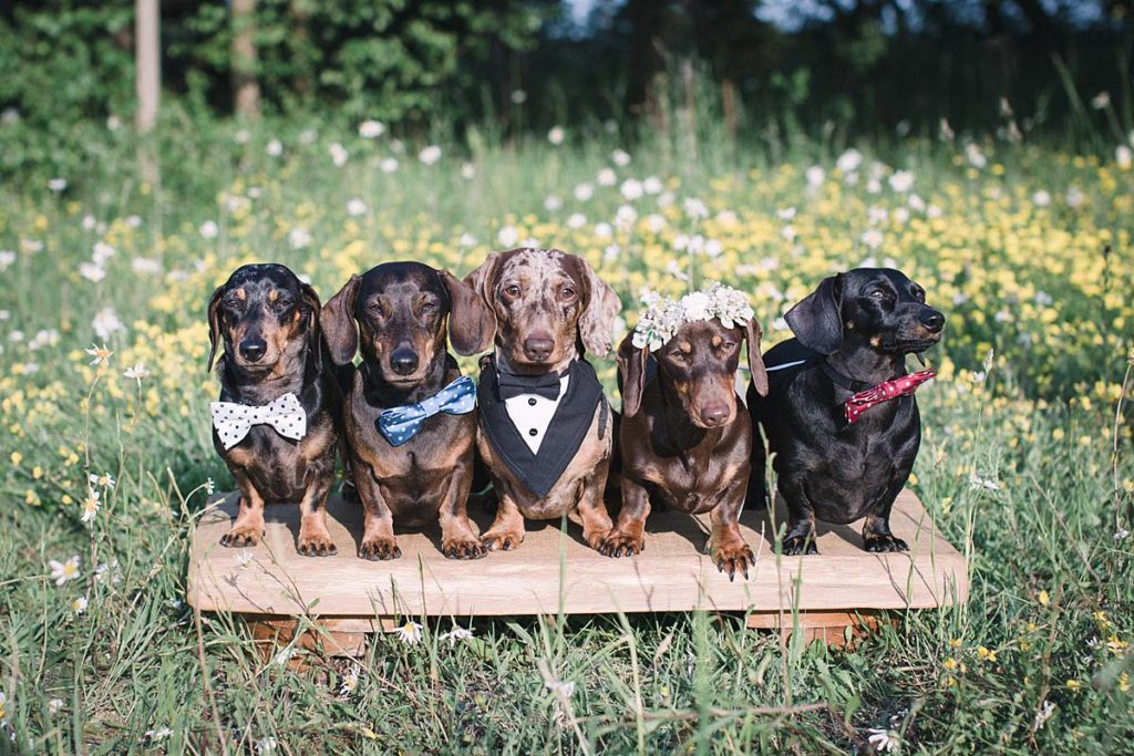 Furrytale Sausage Dog Wedding At Wellington Wood, Norfolk