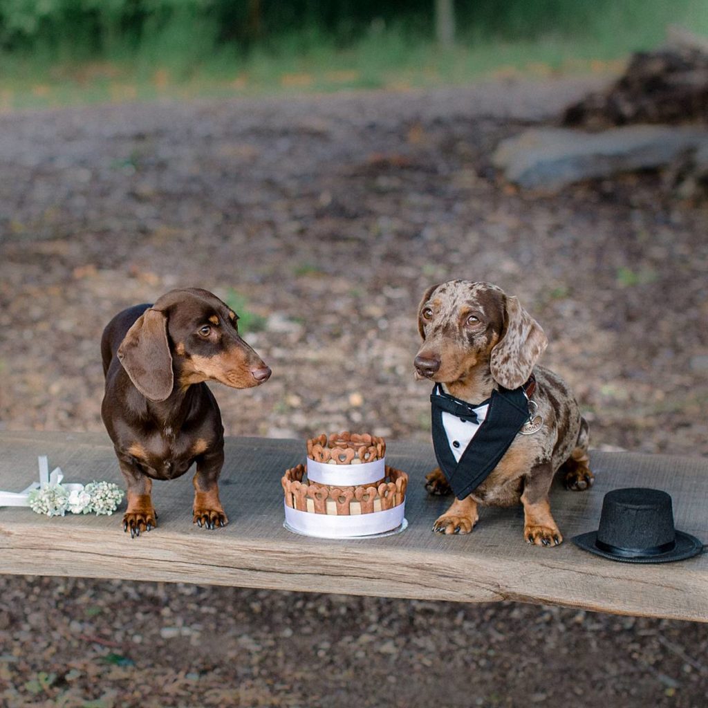 Furrytale Sausage Dog Wedding At Wellington Wood, Norfolk