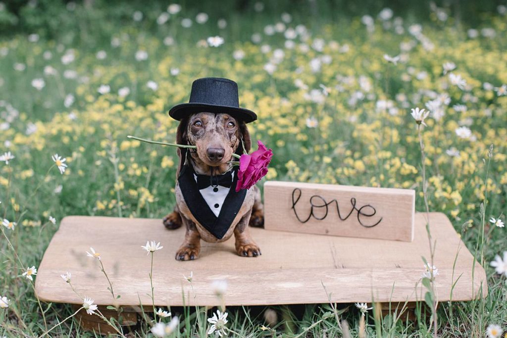 Furrytale Sausage Dog Wedding At Wellington Wood, Norfolk