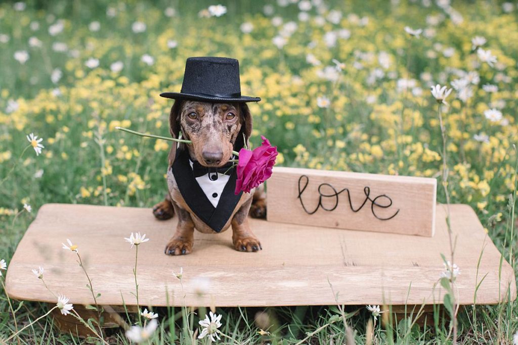 Furrytale Sausage Dog Wedding At Wellington Wood, Norfolk