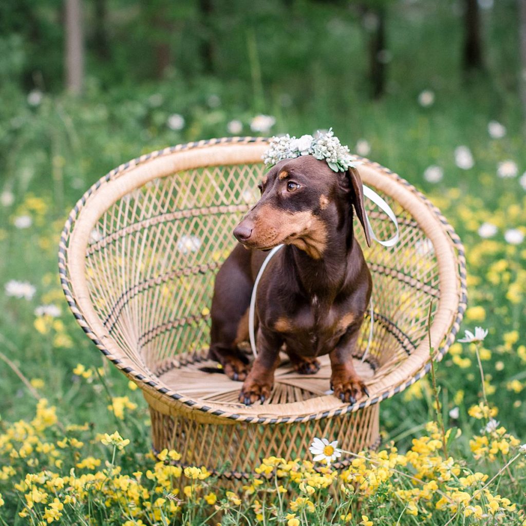 Furrytale Sausage Dog Wedding At Wellington Wood, Norfolk