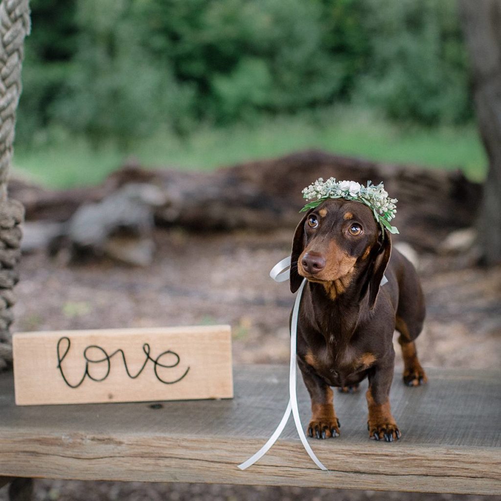 Furrytale Sausage Dog Wedding At Wellington Wood, Norfolk