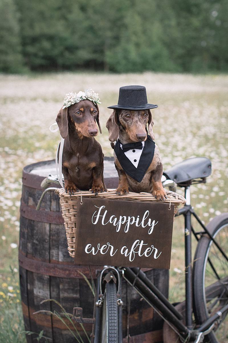 Furrytale Sausage Dog Wedding At Wellington Wood, Norfolk