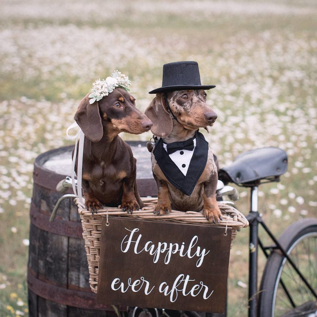 Furrytale Sausage Dog Wedding At Wellington Wood, Norfolk