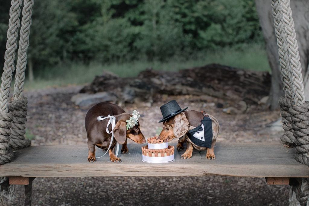 Furrytale Sausage Dog Wedding At Wellington Wood, Norfolk