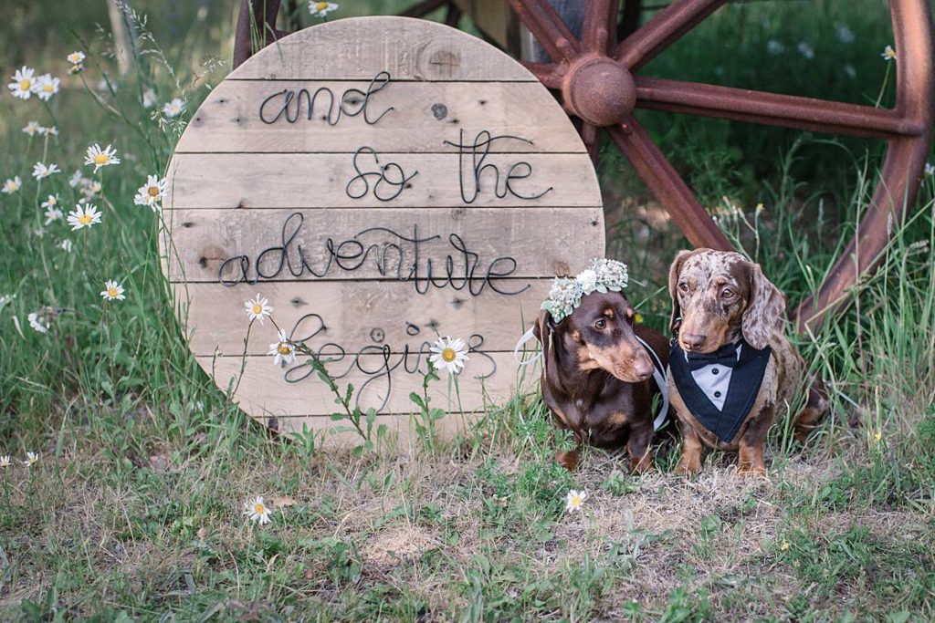 Furrytale Sausage Dog Wedding At Wellington Wood, Norfolk