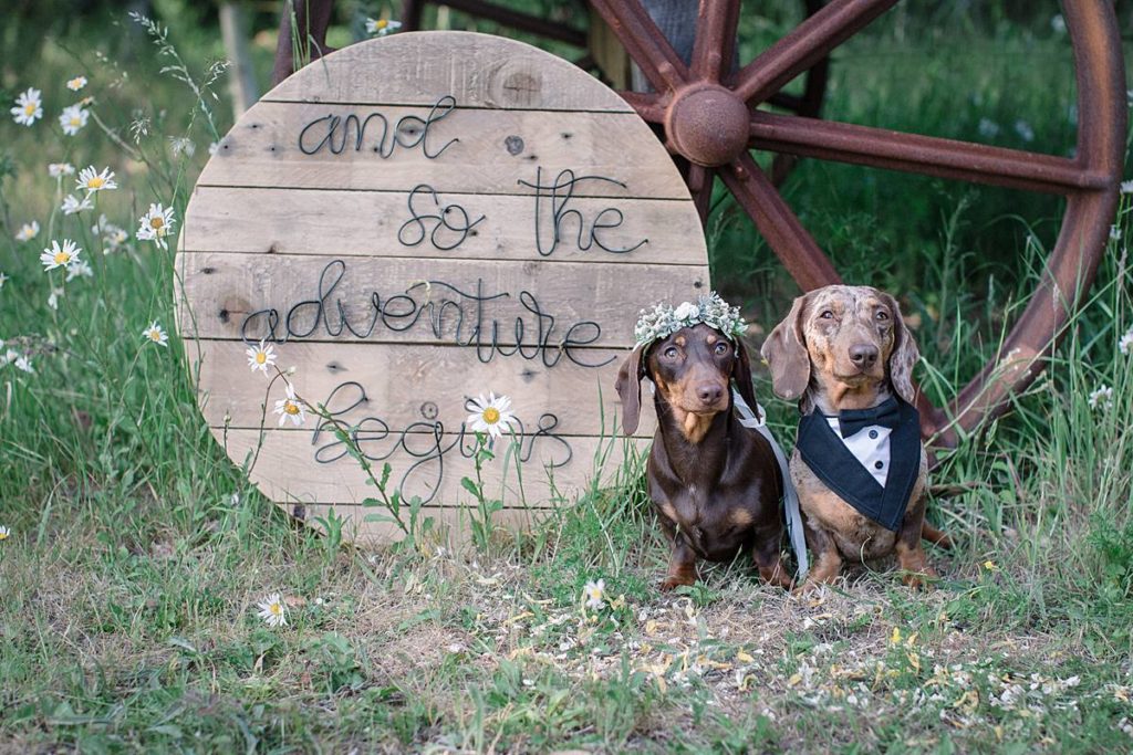 Furrytale Sausage Dog Wedding At Wellington Wood, Norfolk