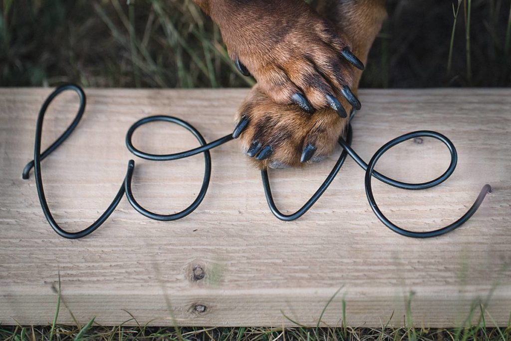 Furrytale Sausage Dog Wedding At Wellington Wood, Norfolk