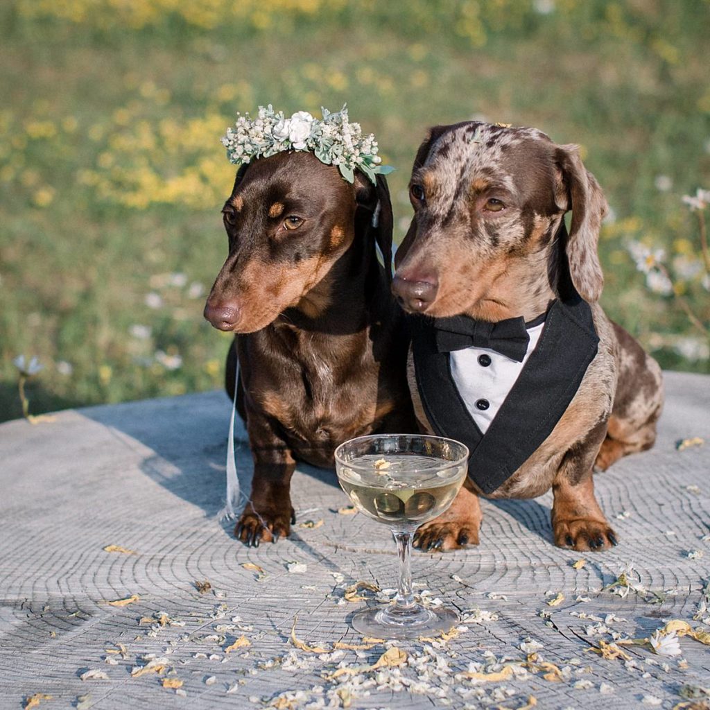 Furrytale Sausage Dog Wedding At Wellington Wood, Norfolk