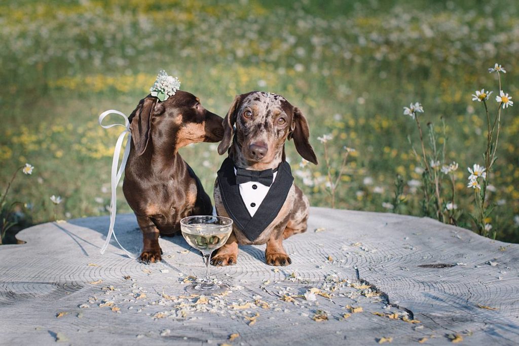 Furrytale Sausage Dog Wedding At Wellington Wood, Norfolk