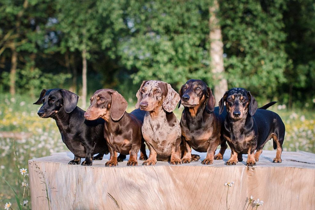 Furrytale Sausage Dog Wedding At Wellington Wood, Norfolk