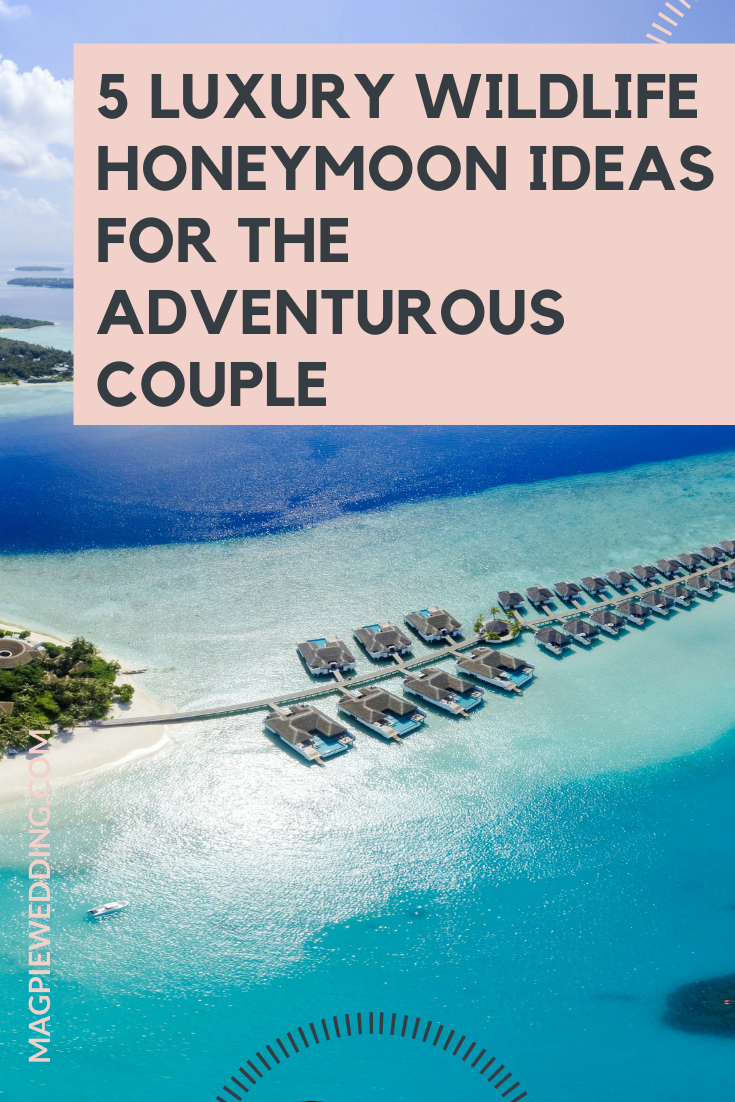 5 Luxury Wildlife Honeymoon Ideas For The Adventurous Couple