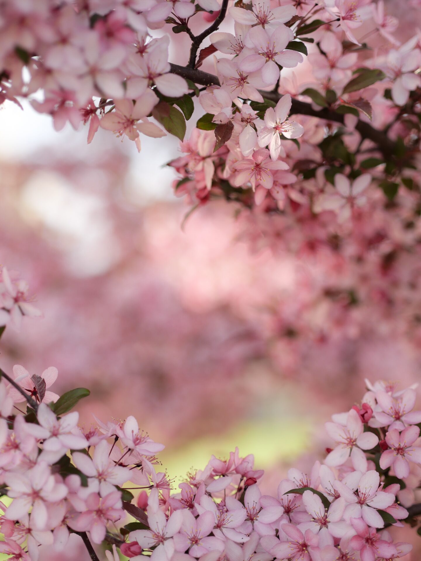 The Best In-Season Spring Wedding Flowers For Your Wedding Day