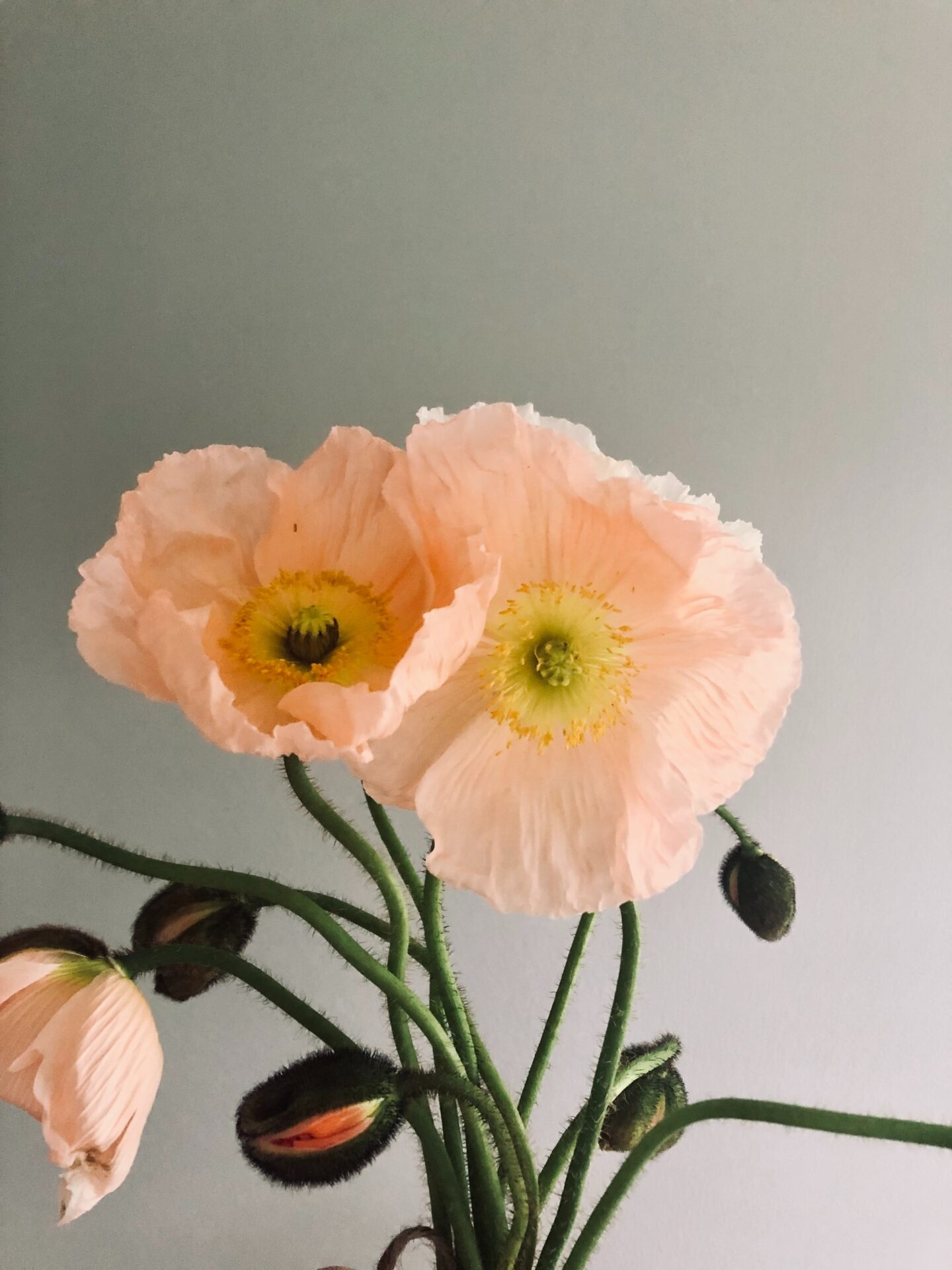The Best In-Season Spring Wedding Flowers For Your Wedding Day