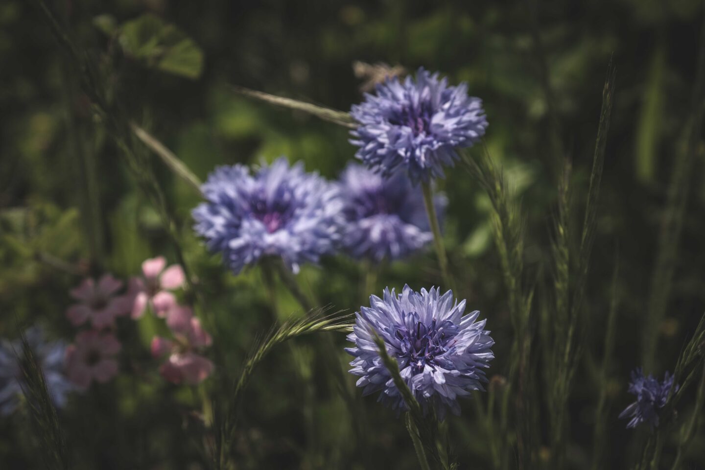 The Best In-Season Summer Wedding Flowers For Your Wedding Day