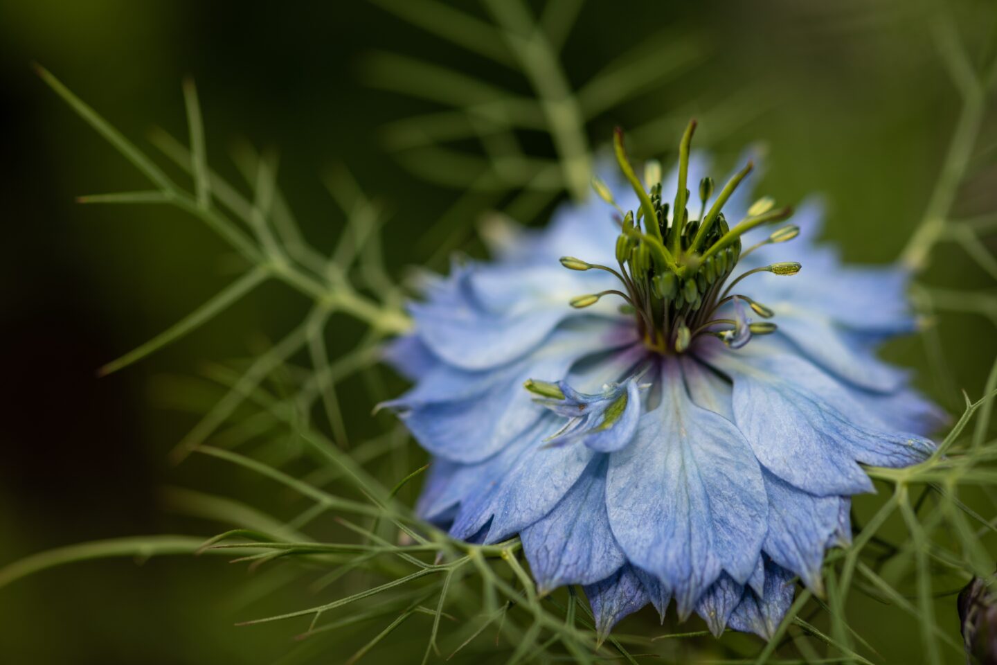 The Best In-Season Summer Wedding Flowers For Your Wedding Day