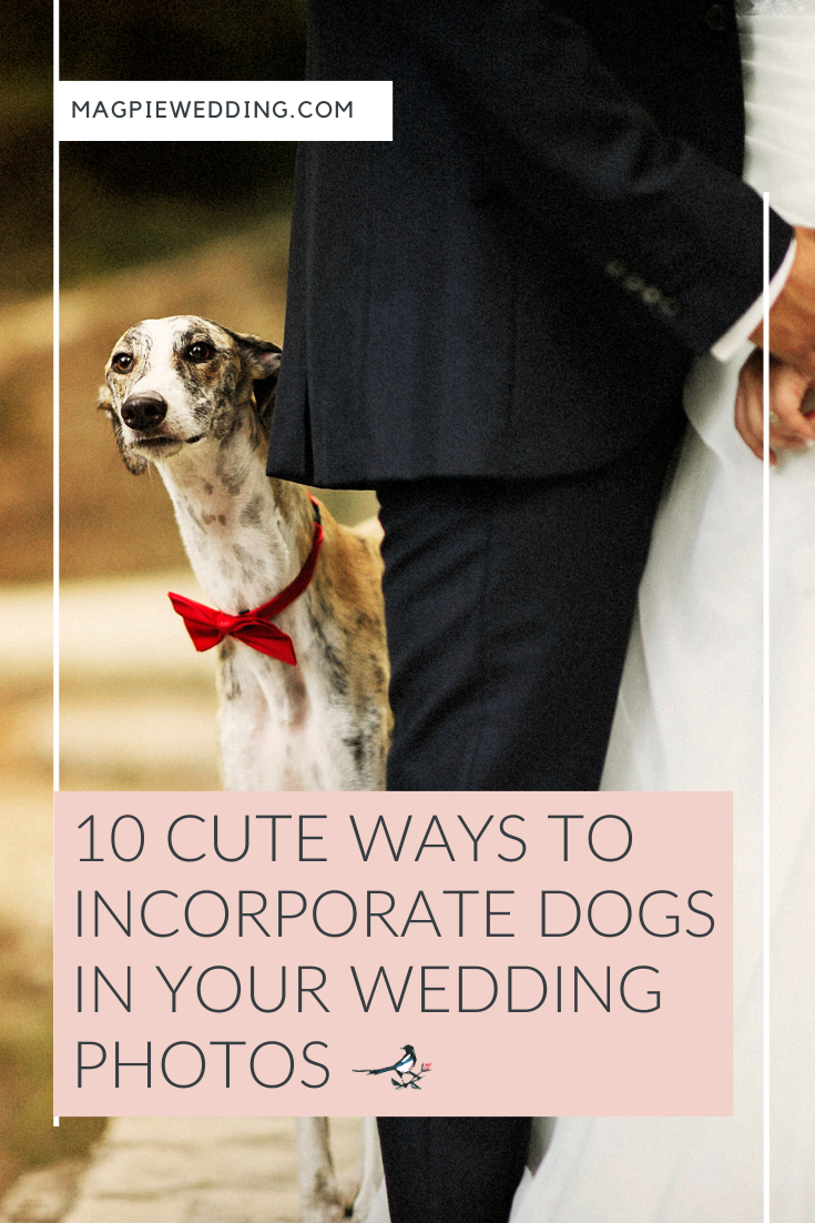 10 Cute Ways to Incorporate Dogs in Your Wedding Photos