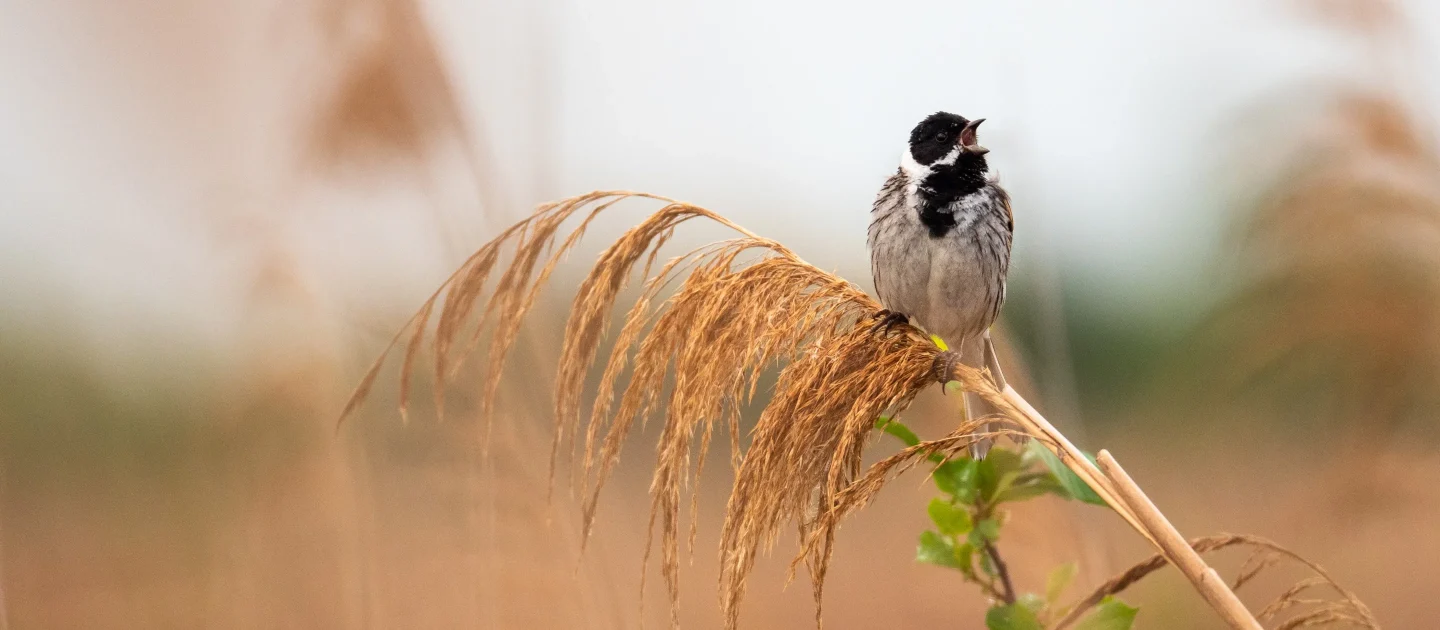 7 Romantic Date Ideas In Cambridge Wicken Fen