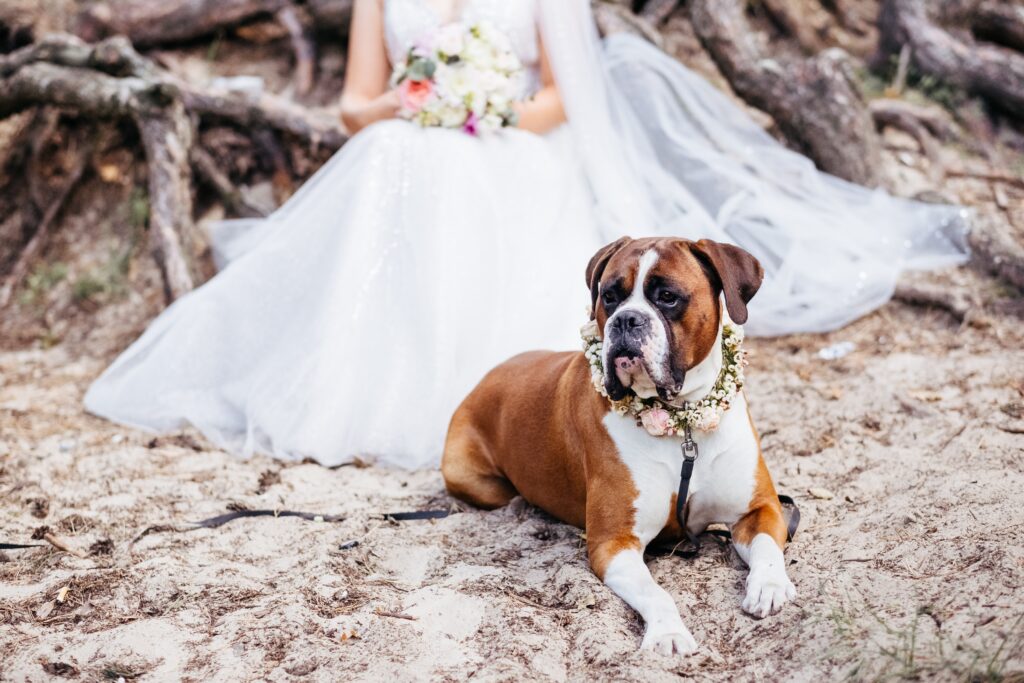 10 Cute Ways to Incorporate Dogs in Your Wedding Photos