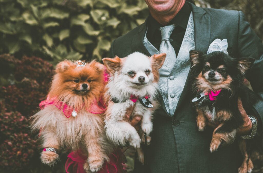 10 Cute Ways to Incorporate Dogs in Your Wedding Photos