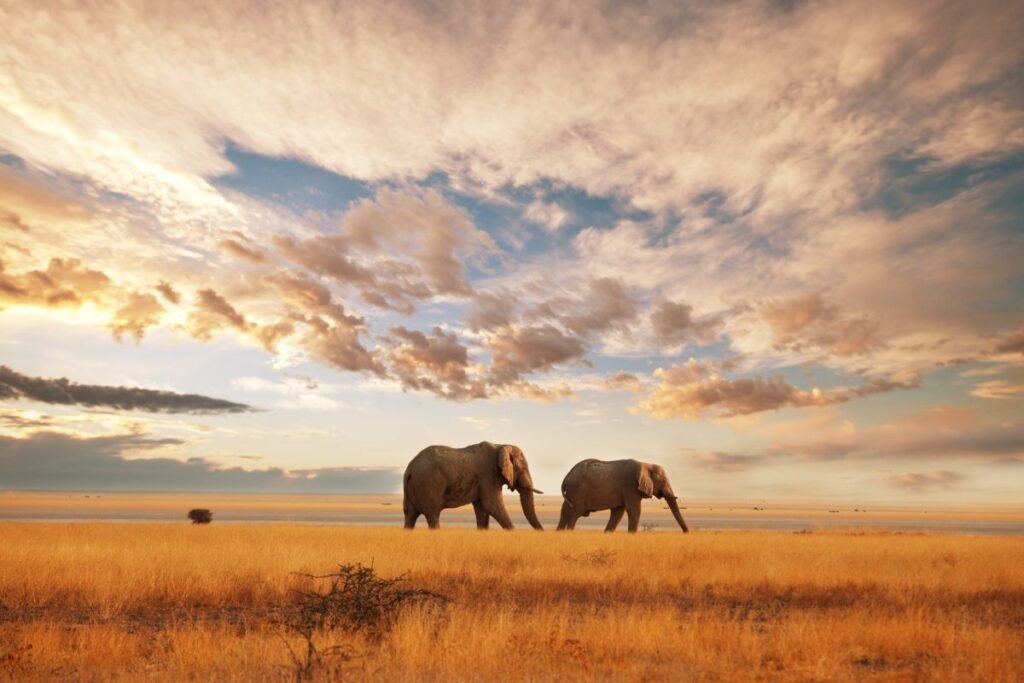 Discover The Beauty Of Kenya On Your Honeymoon