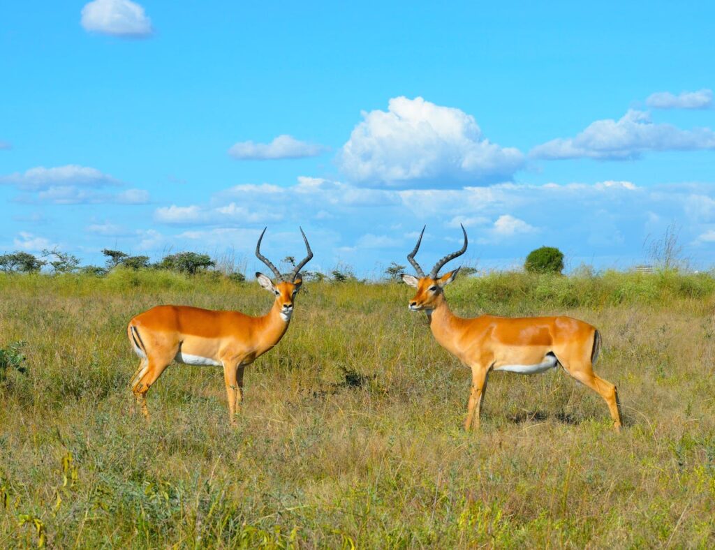 Discover The Beauty Of Kenya On Your Honeymoon