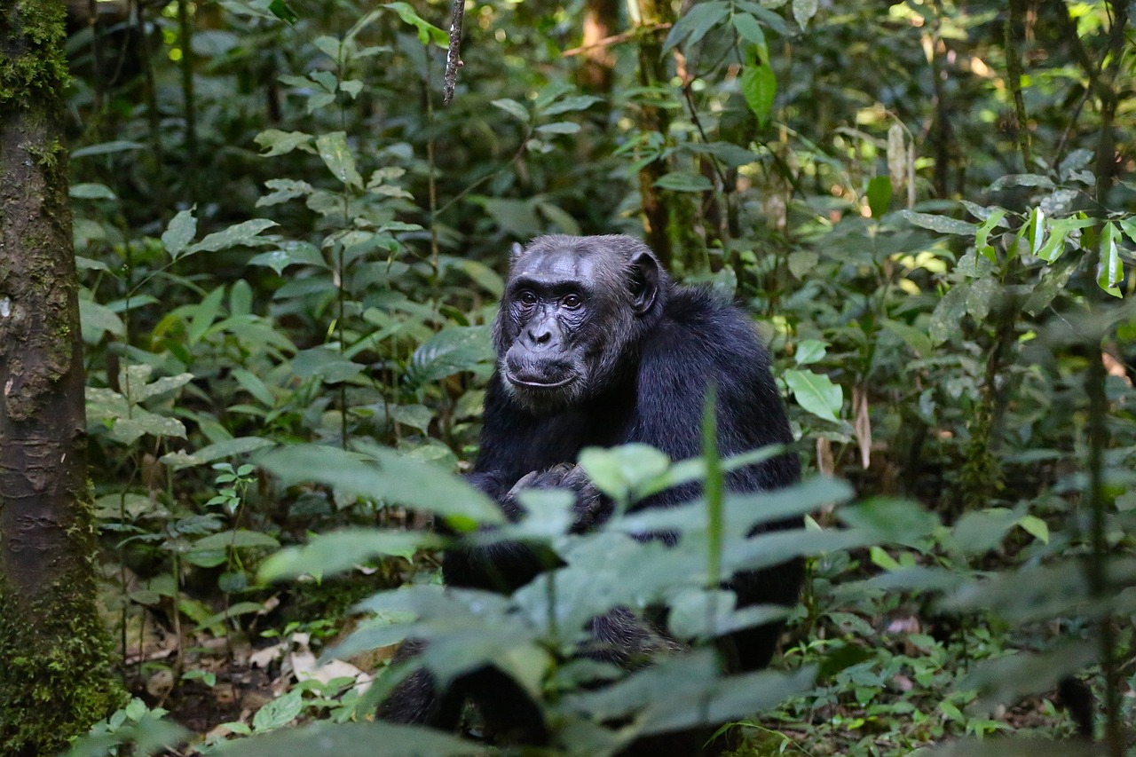 The Best Destinations for Sustainable African Safari Honeymoons 
