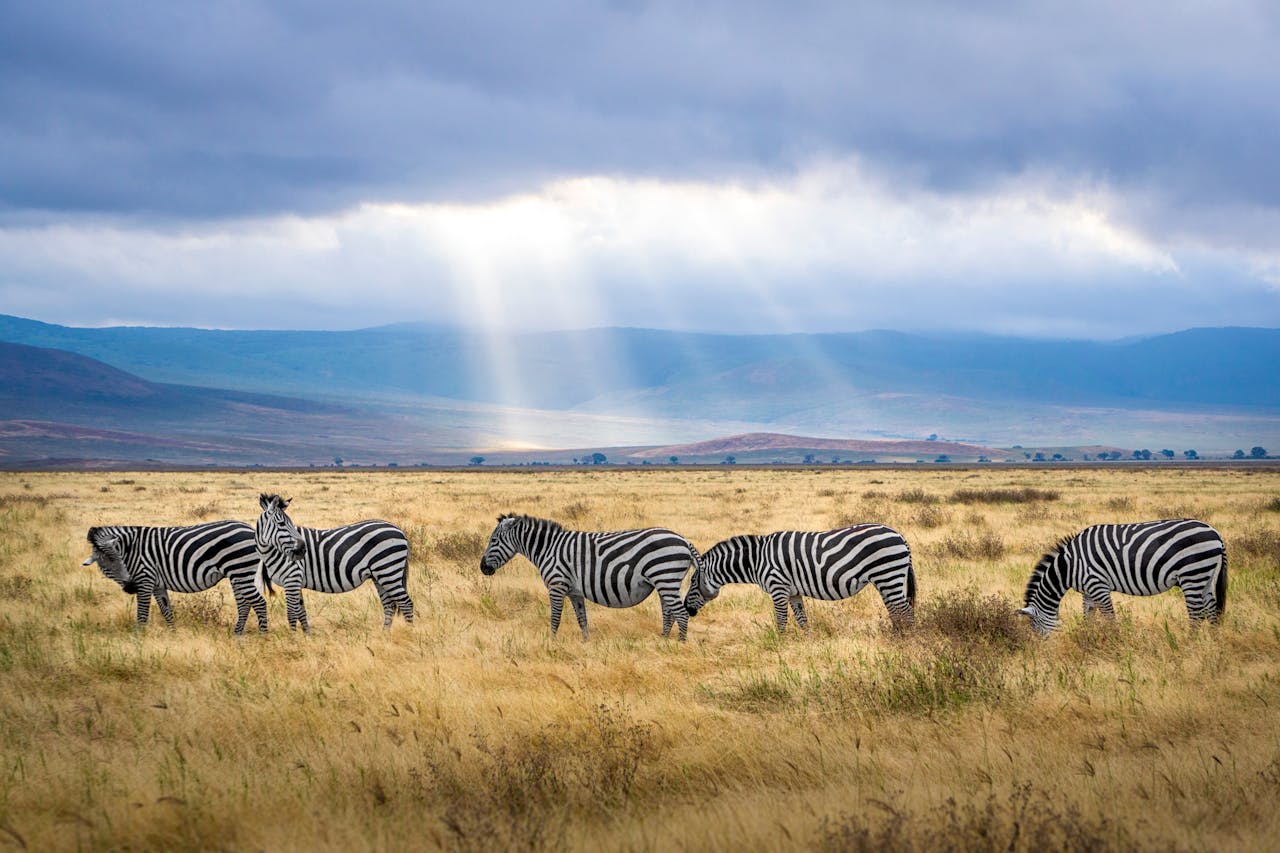 The Best Destinations for Sustainable African Safari Honeymoons 